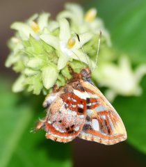 Anteros carausius carausius