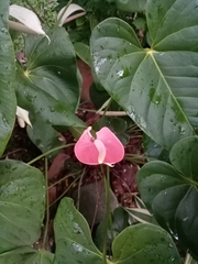 Anthurium andraeanum