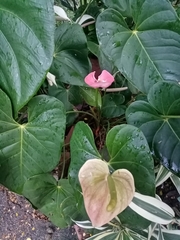 Anthurium andraeanum