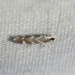 Aristotelia hexacopa