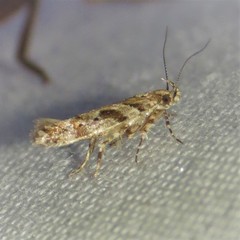 Aristotelia devexella