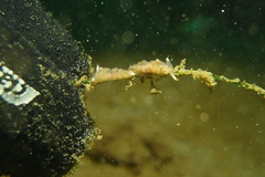 Apata pricei