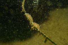 Apata pricei