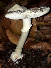 Amanita citrina