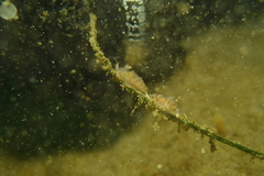Apata pricei