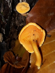 Hygrophoropsis aurantiaca