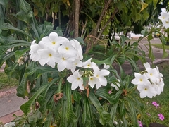 Plumeria pudica