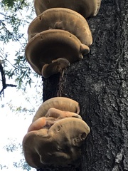 Inonotus quercustris