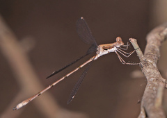 Lestes sigma