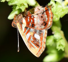 Anteros carausius carausius