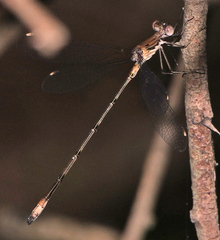 Lestes sigma