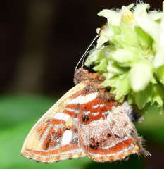 Anteros carausius carausius