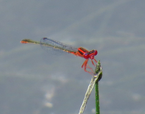 Scarlet Bluet photo 5