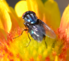 Compsomyiops callipes