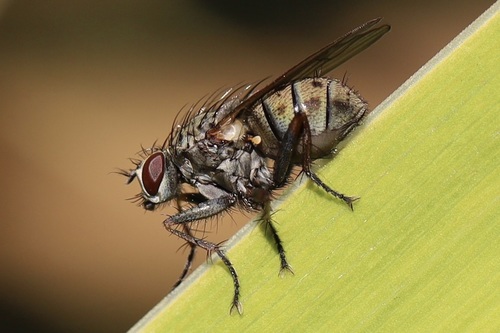 Common Tiger Fly photo 4