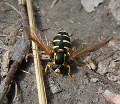 Xanthogramma citrofasciatum