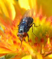 Compsomyiops callipes