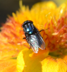 Compsomyiops callipes