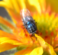 Compsomyiops callipes