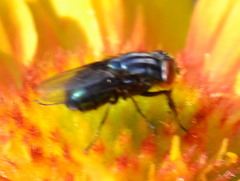 Compsomyiops callipes