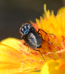 Compsomyiops callipes