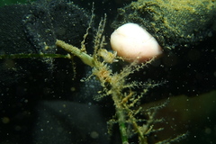 Apata pricei