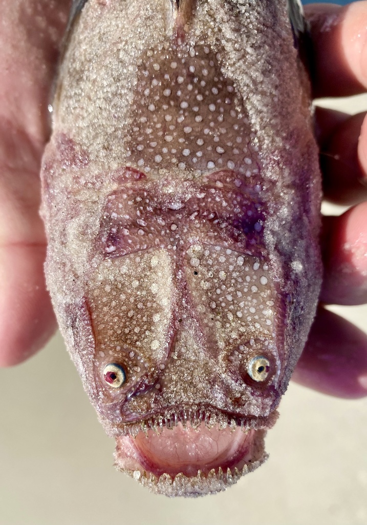 Southern Stargazer from Gulf of Mexico, Dauphin Island, AL, US on ...