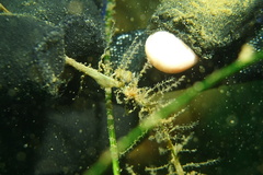 Apata pricei