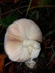 Volvariella murinella