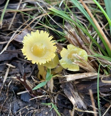 Gliophorus