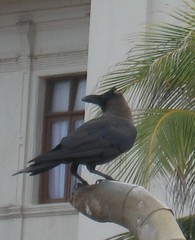 Corvus splendens