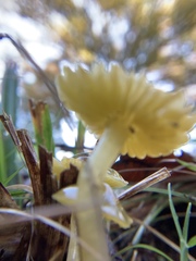 Gliophorus