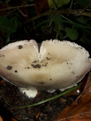 Volvariella murinella