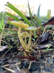 Gliophorus