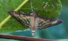 Marasmia cochrusalis