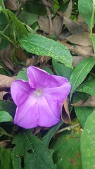Ipomoea silvicola