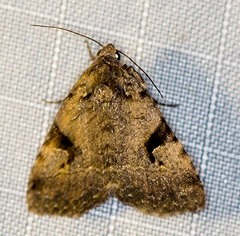 Pyripnoa auricularia