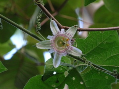 Passiflora adenopoda