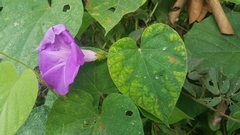 Ipomoea silvicola