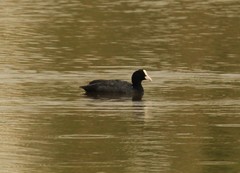 Fulica atra