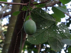 Passiflora adenopoda