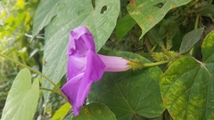 Ipomoea silvicola