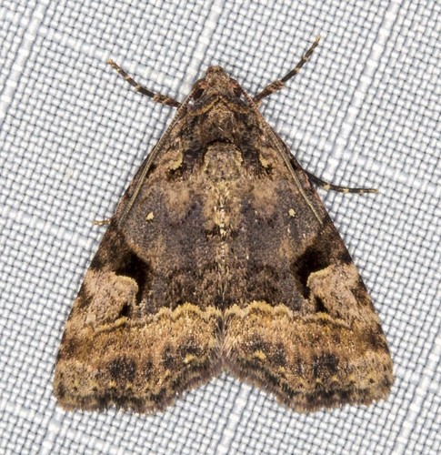 Pyripnoa