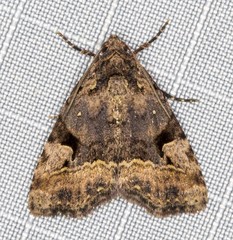 Pyripnoa auricularia