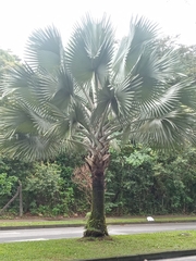 Bismarckia