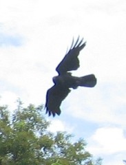 Corvus macrorhynchos