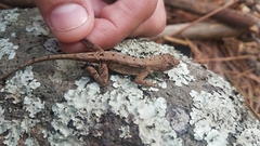 Anolis mccraniei