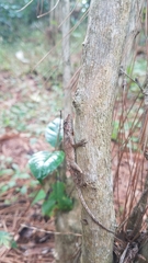 Anolis mccraniei