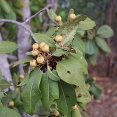 Xanthostemon xerophilus