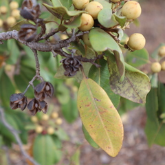 Xanthostemon xerophilus